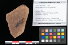 Foto (Objekt + Etikett) von Pinus palaeostrobus Ettingshausen (NHMW-GEO-2024-0188-0204)